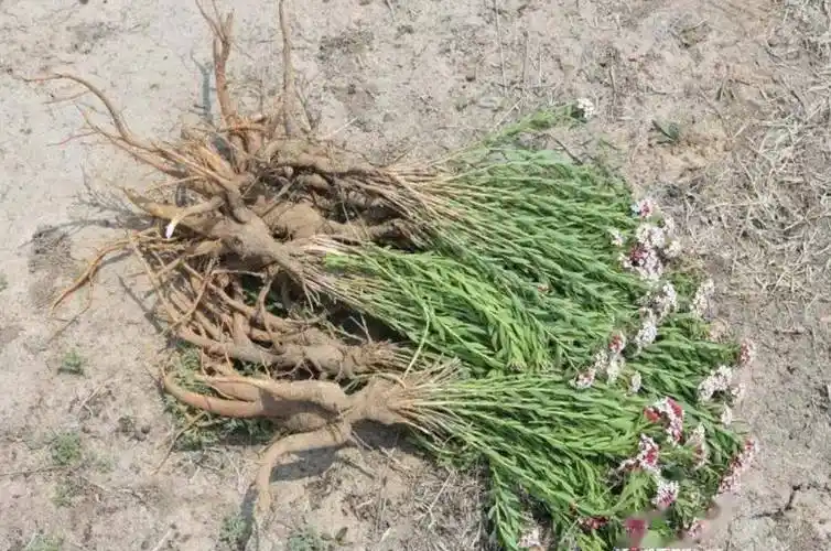 中医话中药之"狼毒"_东北_人参_黄色