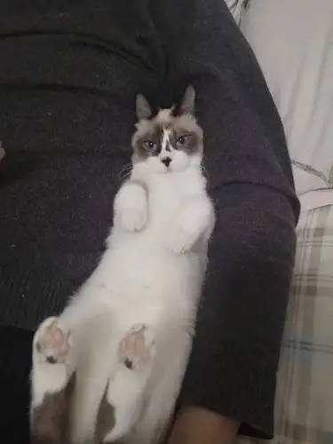 晒猫/暹罗布偶串.秀气的小姑凉