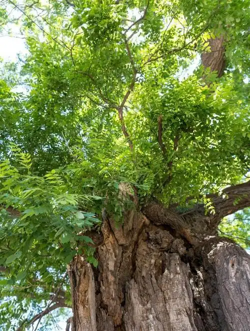 北方山村600年老树成精,自长"小板凳",树身遮盖4户村民人家|松树|槐树