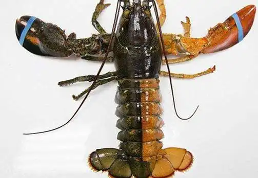 世界上最罕见的龙虾