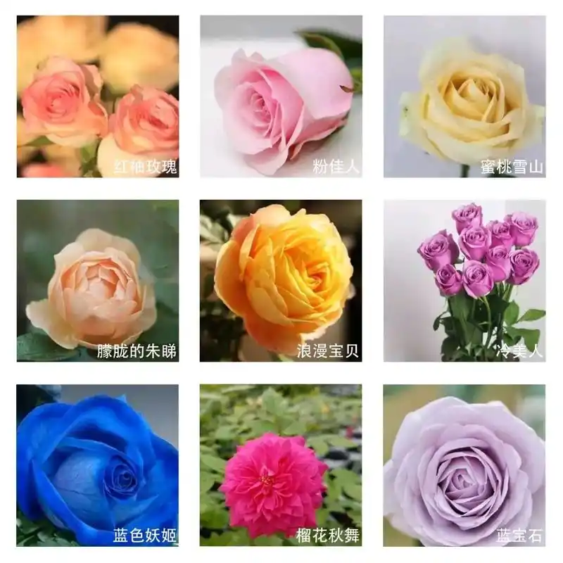 玫瑰花原产地中国,现在玫瑰花种类多达一百多种,颜色上有红色,黑色