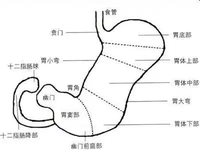 胃粘膜呈萎缩性改变