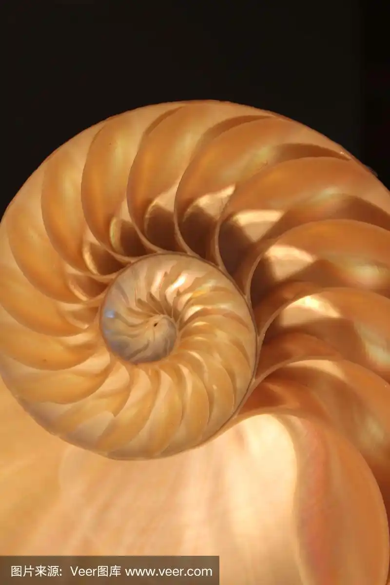 鹦鹉螺贝壳对称斐波那契半截面螺旋黄金比例结构生长近观背光珍珠母近