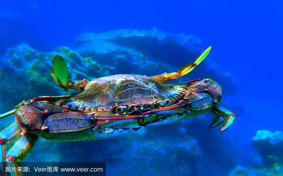 蓝蟹,深的,湿,食品,野生动物