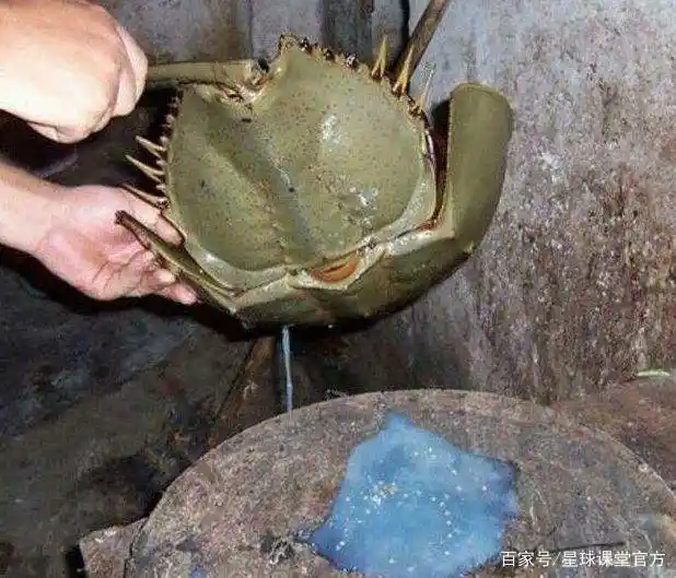 一升鲎血十万元!新冠疫苗上市离不了它,为何鲎却被越吃越少?