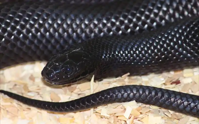 墨西哥黑王蛇出壳第二弹