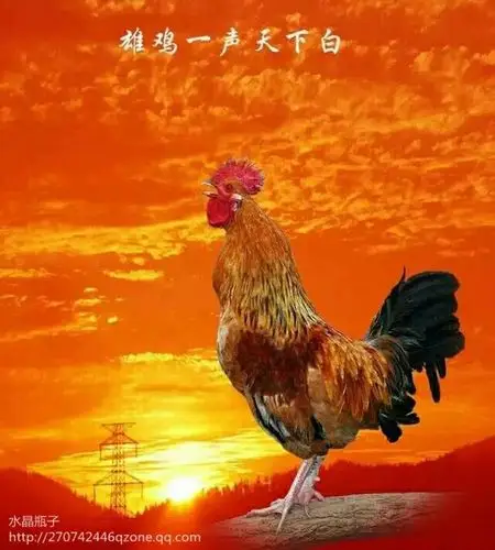 雄鸡报晓,新年吉祥!