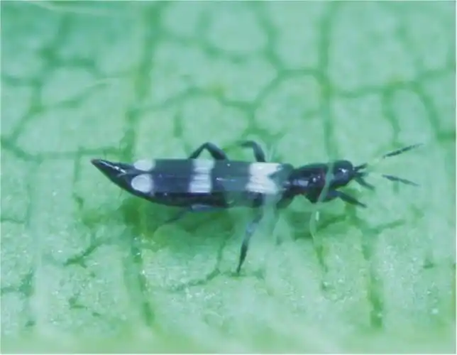 花蓟马的生活习性是怎样的?