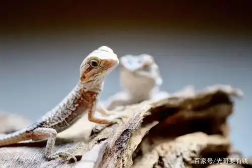 蠢萌蠢萌的小蜥蜴