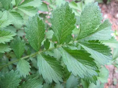 老中医说, 这一味中药抗癌效果最理想!
