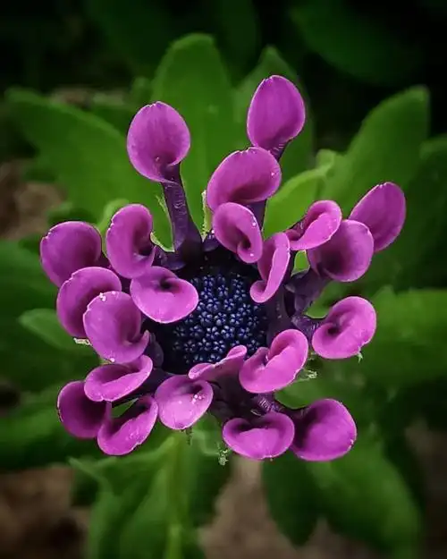 kristinavojnovi04花卉摄影作品