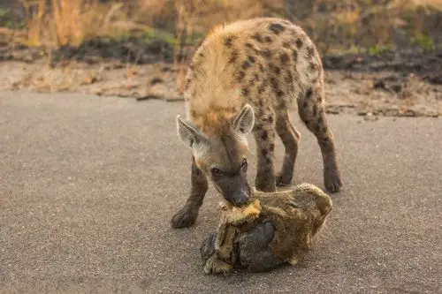 残忍的大自然:鬣狗叼着母狮头颅游.行炫耀战绩!
