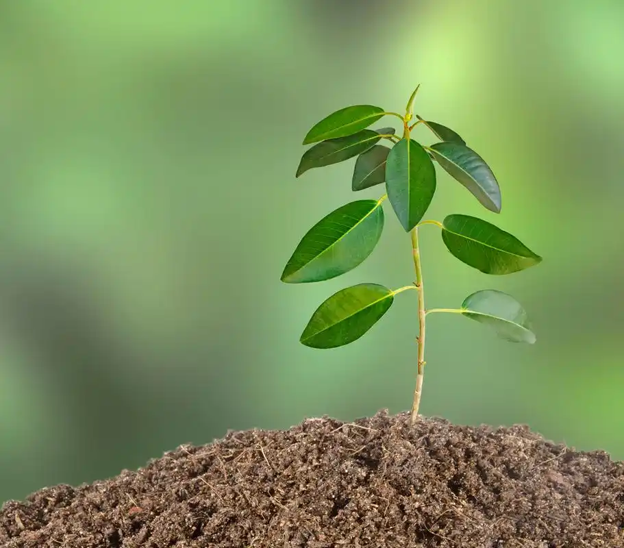 树苗图片-树苗图片大全-树苗图片素材