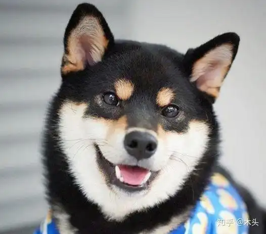 柴犬幼崽如何挑选?(黑柴篇)