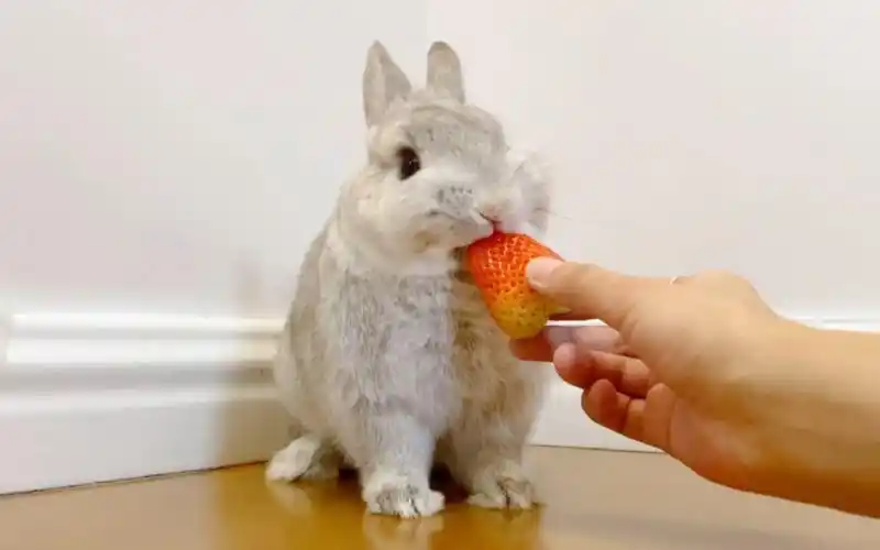 小兔子第一次吃草莓只吃尖尖不吃屁屁