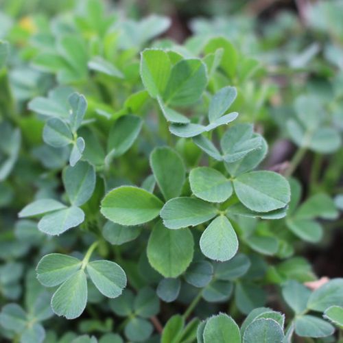 苜蓿野生食用头茬菜新鲜嫩芽草头菜下饭饭菜叶菜类