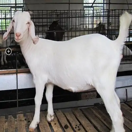 正凯养殖场 美国大白羊现货供应 美国白山羊繁育基地 美国白山
