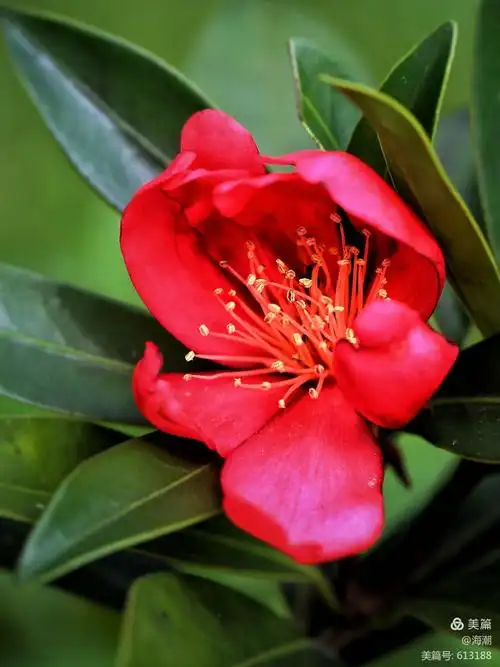 "植物界大熊猫"杜鹃红山茶