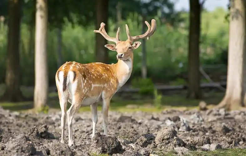 扁角鹿,站立,树林_高清图片_全景视觉
