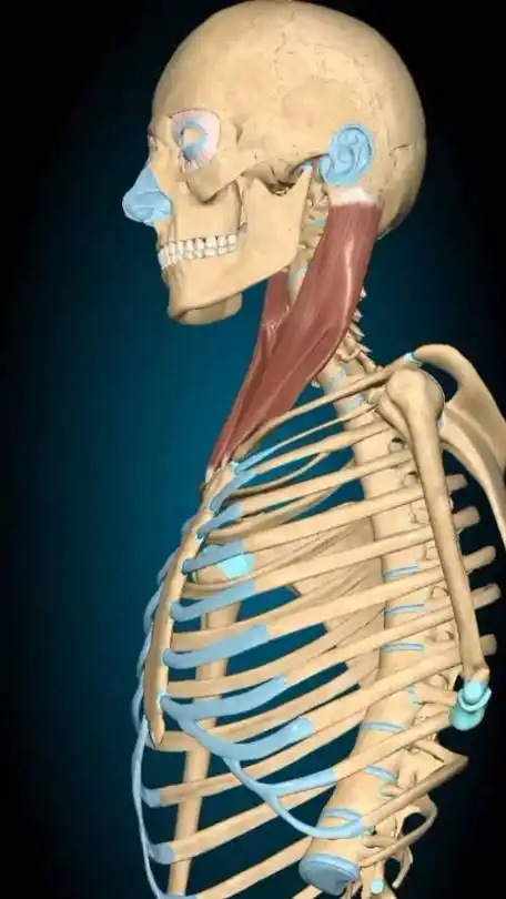 胸锁乳突肌,每个人脖子上转头时最突出的那块肌肉