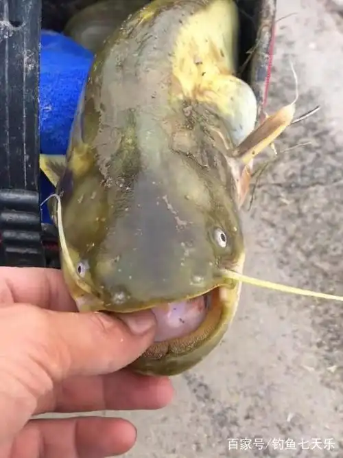 黄河里还有鲶鱼吗?这"渔获"把人看馋了