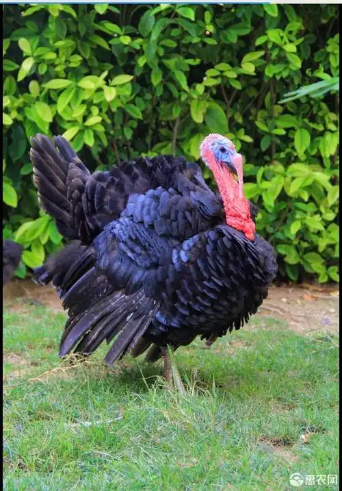 青铜火鸡苗,贝蒂娜火鸡苗,半斤左右脱温火鸡苗,厂家直销包邮