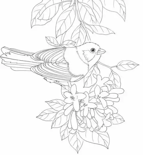 黑白花鸟线描100例(第二篇)