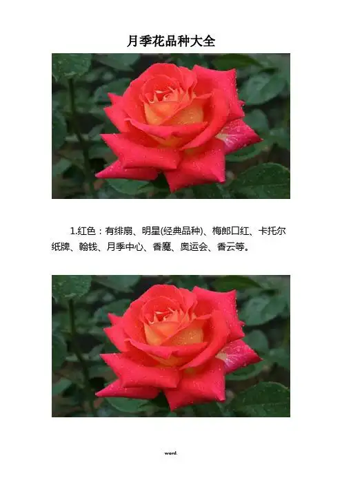 月季花品种大全 1.