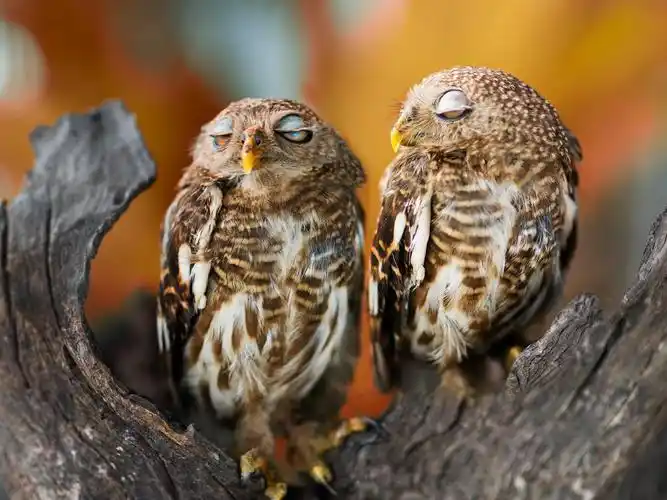 两只猫头鹰睡觉 壁纸