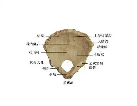 人体枕骨解剖示意图-人体解剖图