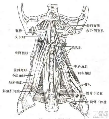 【求助】求助头长肌和颈长肌解剖