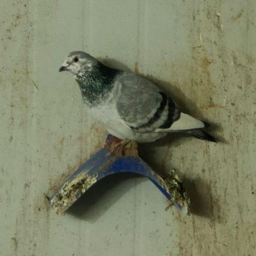 信鸽,种鸽,名家血统,兆尊苍白滾筒號