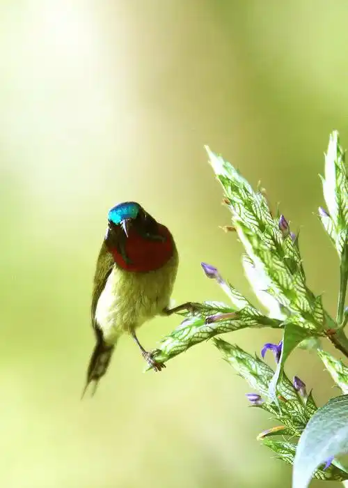 原创分享图片一紫喉花蜜鸟极其罕见的花蜜鸟