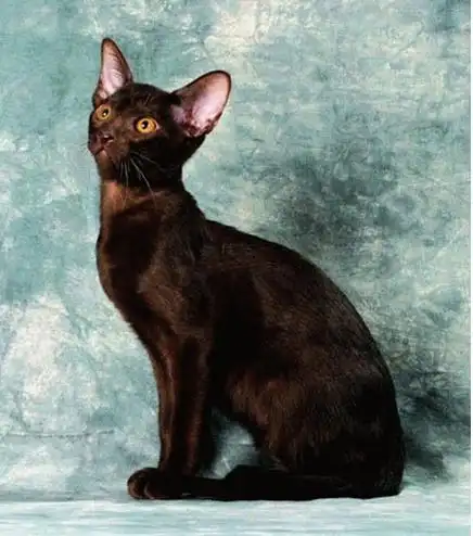 哈瓦那猫 - 宠物花鸟 - 智富惠消费联盟 - powered by discuz!