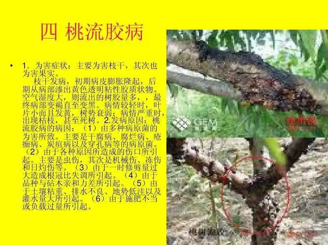 桃树病虫害及其防治001ppt