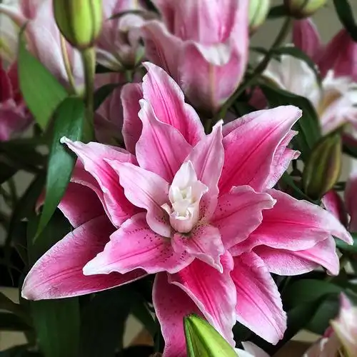 昆明同城鲜花水养百合花伊莎贝拉重瓣百合鲜花室内办公室花卉送礼