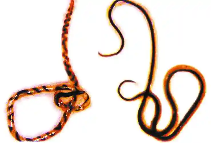 水丝蚓词条图册_百度百科