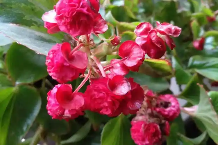 重瓣四季海棠花开不断好看极了