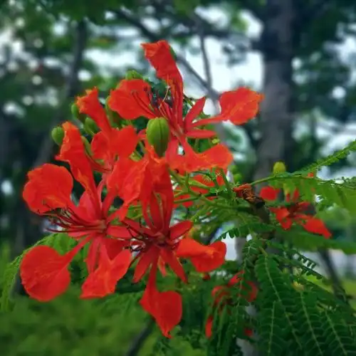 春天的花开27凤凰木别名凤凰花火树红花楹