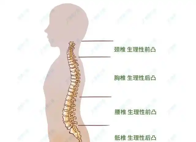 在生理曲度稳定后,周围的肌肉会形成保护机制