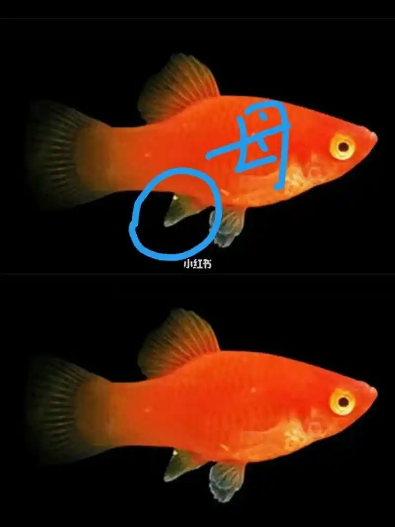 两种玛丽鱼分公母(解答) 玛丽球的公母很好区分.