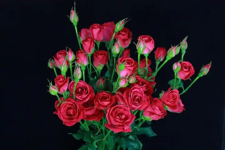 水果泡泡月季_图片_优缺点介绍-藤本月季网