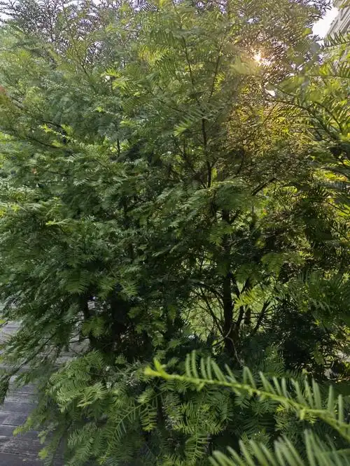 红豆杉的神奇作用