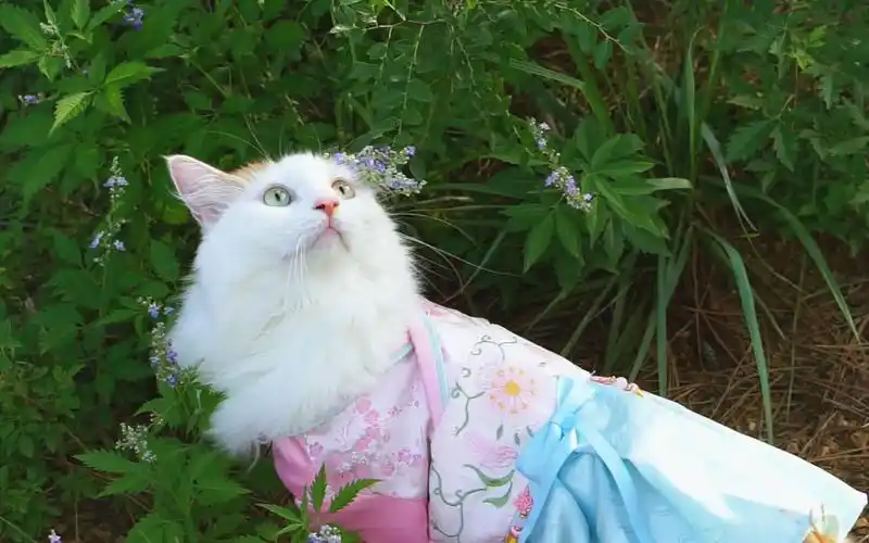 绝色古风美喵,宛若仙子下凡尘,今天介绍下我家的另一只猫,大美喵~美可