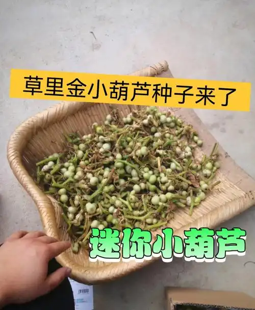 迷你草里金小葫芦种子