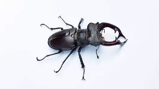 甲虫的照片图片