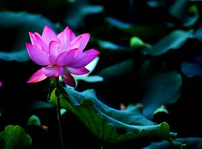 【第41期】中国摄影频道优秀摄影作品展