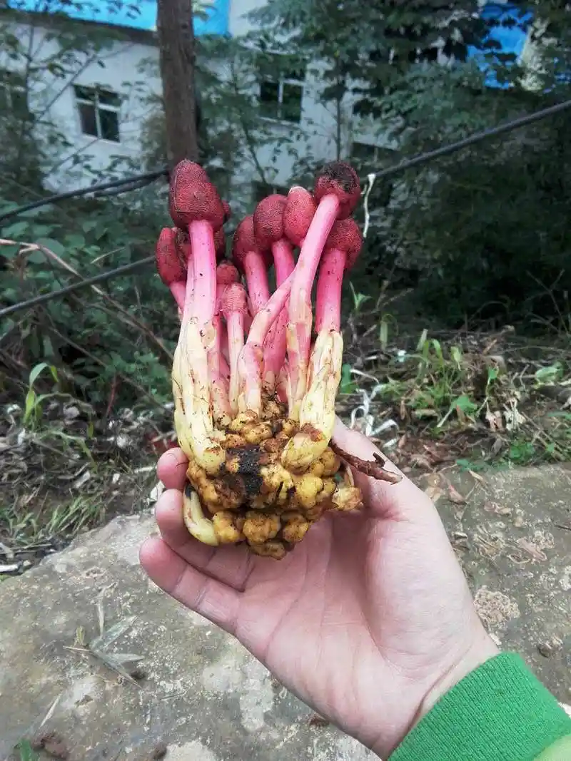 文王一支笔你听说过吗?别看它长得怪异,止血镇痛的效果很不错!