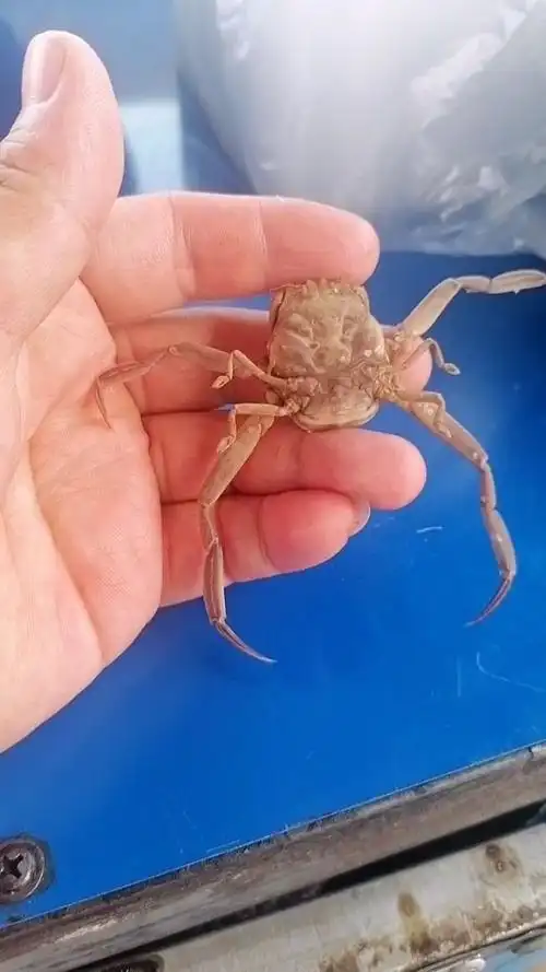 鬼脸!学名关公蟹,平家蟹!