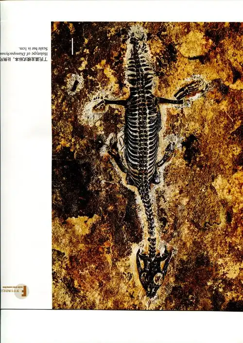 那些三叠纪的动物原来长这样